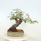 Outdoor bonsai - Pseudocydonia sinensis - Chinese quince - 3/4