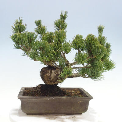 Outdoor bonsai - Pinus parviflora - Small-flowered pine - 3