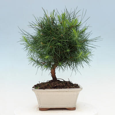 Indoor bonsai-Pinus halepensis - 3