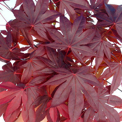 Outdoor bonsai - Acer palm. Atropurpureum - Japanese Maple Red - 3