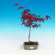 Outdoor bonsai - Acer palm. Atropurpureum - Japanese Maple Red - 3/3