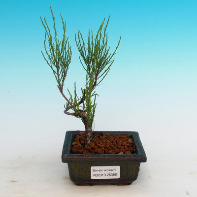 Outdoor bonsai - Tamaris parviflora - 3