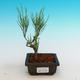 Outdoor bonsai - Tamaris parviflora - 3/3