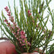 Outdoor bonsai - Tamaris parviflora Small-leaved Tamarisk 408-VB2019-26802 - 3/3