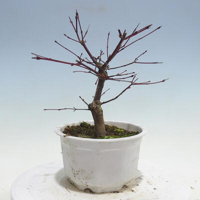 Outdoor bonsai - Maple palmatum DESHOJO - Maple palmate - 3