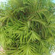 Outdoor bonsai - Metasequoia glyptostroboides - Chinese Metasequoia - 3/3