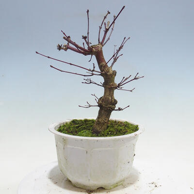 Outdoor bonsai - Maple palmatum DESHOJO - Maple palmate - 3