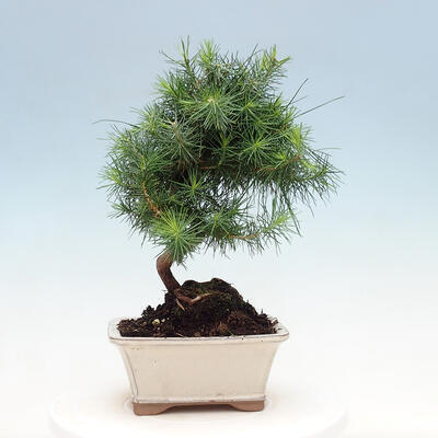 Indoor bonsai-Pinus halepensis - 3