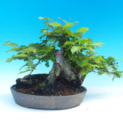 Outdoor bonsai - Hornbeam - 3