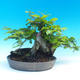 Outdoor bonsai - Hornbeam - 3/3