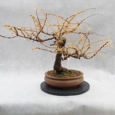 Outdoor bonsai deciduous -Modřín - Larix decidua - 3