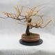 Outdoor bonsai deciduous -Modřín - Larix decidua - 3/6
