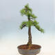 Outdoor bonsai - Larix decidua - Deciduous larch - 3/6
