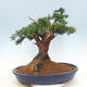 Outdoor bonsai - Juniperus chinensis - Chinese juniper - 3/6