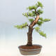 Outdoor bonsai - Larix decidua - Deciduous larch - 3/6