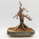 Outdoor bonsai -Larix decidua - Larch - 3/5