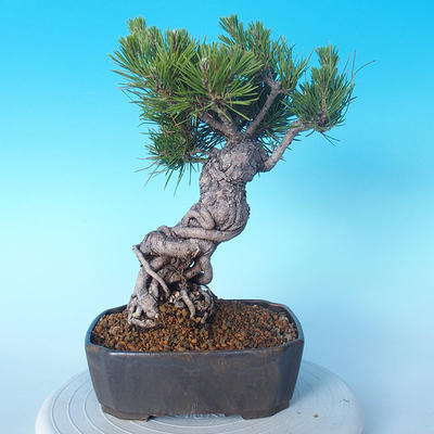 Pinus thunbergii - Thunberg Pine - 3