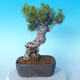 Pinus thunbergii - Thunberg Pine - 3/5