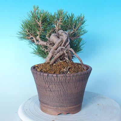 Pinus thunbergii - Thunberg Pine - 3
