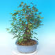 Outdoor bonsai - Japanese pear NASHI - Pyrus pyrifolia - 3/6
