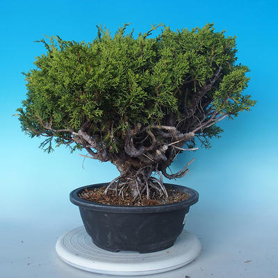 Outdoor bonsai - Juniperus chinensis ITOIGAWA - Chinese Juniper - 3