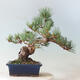 Outdoor bonsai - Pinus parviflora - small-flowered pine - 3/4