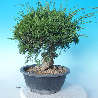Outdoor bonsai - Juniperus chinensis ITOIGAWA - Chinese Juniper - 3