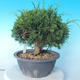 Outdoor bonsai - Juniperus chinensis ITOIGAWA - Chinese Juniper - 3/6