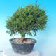 Outdoor bonsai - Juniperus chinensis ITOIGAWA - Chinese Juniper - 3/6