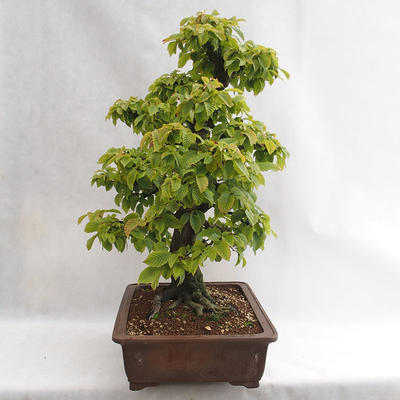 Outdoor bonsai - Hornbeam - Carpinus betulus VB2019-26689 - 3