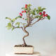 Outdoor bonsai - Malus halliana - Small-fruited apple tree - 3/5