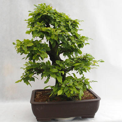 Outdoor bonsai - Hornbeam - Carpinus betulus VB2019-26690 - 3