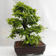 Outdoor bonsai - Hornbeam - Carpinus betulus VB2019-26690 - 3/5