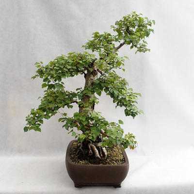 Outdoor bonsai - Betula verrucosa - Silver Birch VB2019-26695 - 3