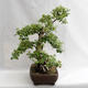 Outdoor bonsai - Betula verrucosa - Silver Birch VB2019-26695 - 3/5