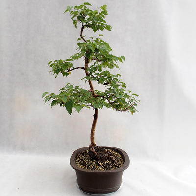 Outdoor bonsai - Betula verrucosa - Silver Birch VB2019-26696 - 3