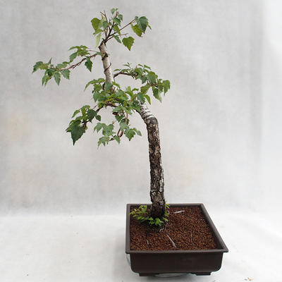 Outdoor bonsai - Betula verrucosa - Silver Birch VB2019-26697 - 3