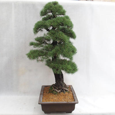 Outdoor bonsai - Pinus sylvestris - Scots pine VB2019-26699 - 3