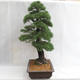 Outdoor bonsai - Pinus sylvestris - Scots pine VB2019-26699 - 3/6