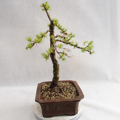 Outdoor bonsai -Larix decidua - European larch VB2019-26702 - 3