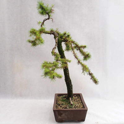 Outdoor bonsai -Larix decidua - European larch VB2019-26704 - 3