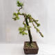 Outdoor bonsai -Larix decidua - European larch VB2019-26704 - 3/5
