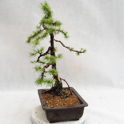 Outdoor bonsai -Larix decidua - European larch VB2019-26707 - 3