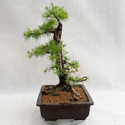 Outdoor bonsai -Larix decidua - European larch VB2019-26708 - 3