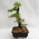 Outdoor bonsai -Larix decidua - European larch VB2019-26708 - 3/5