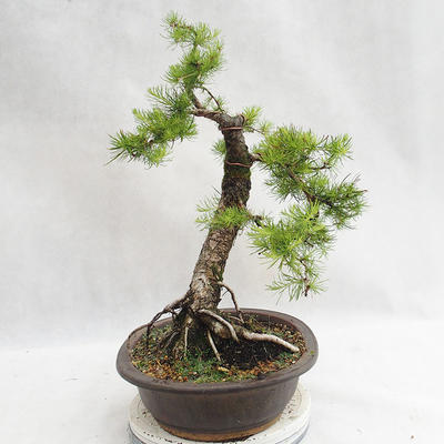 Outdoor bonsai -Larix decidua - European larch VB2019-26709 - 3