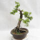 Outdoor bonsai -Larix decidua - European larch VB2019-26709 - 3/5