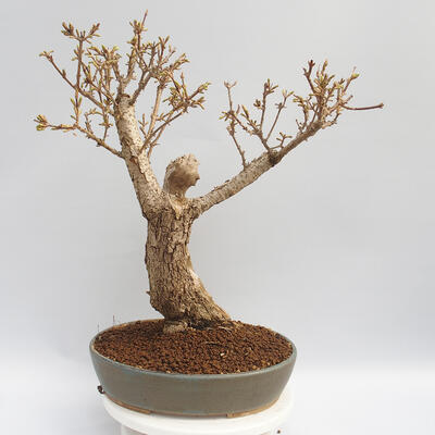 Outdoor bonsai - Forsythia - Forsythia intermedia Week End - 3