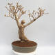 Outdoor bonsai - Forsythia - Forsythia intermedia Week End - 3/4