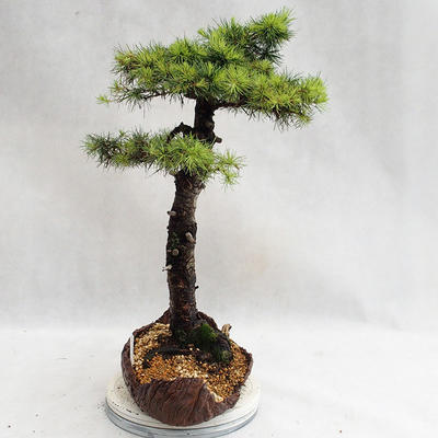 Outdoor bonsai -Larix decidua - European larch VB2019-26710 - 3